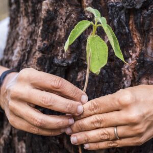 protect and save nature trees concept for environm 2026 01 08 07 29 51 utc